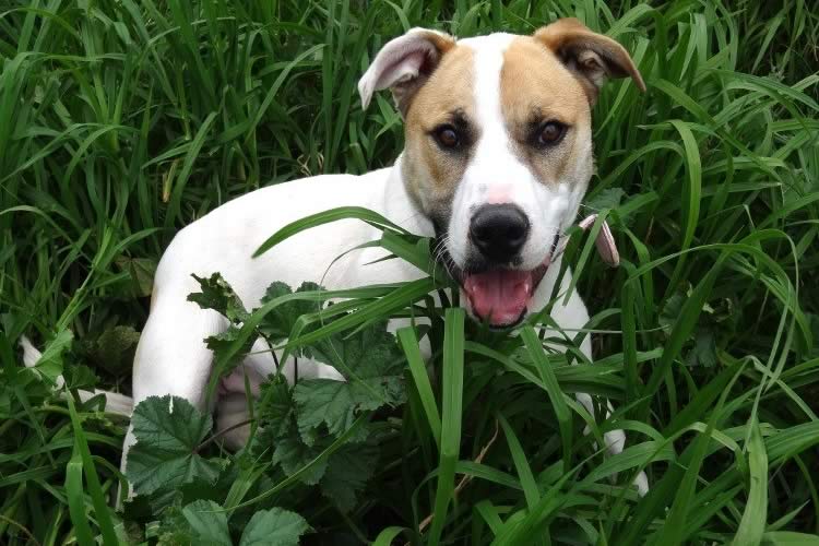 Petside